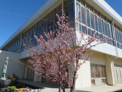 日立紅寒桜